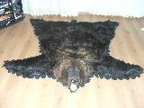 Шкура (ковёр)  медведя с головой. Длина 1м 85см
