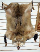 Шкура (ковер)  волка  с объмной головой 1,55м.