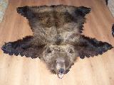 Шкура (ковёр) берложного медведя с объёмной головой. Длина 1м 55см
